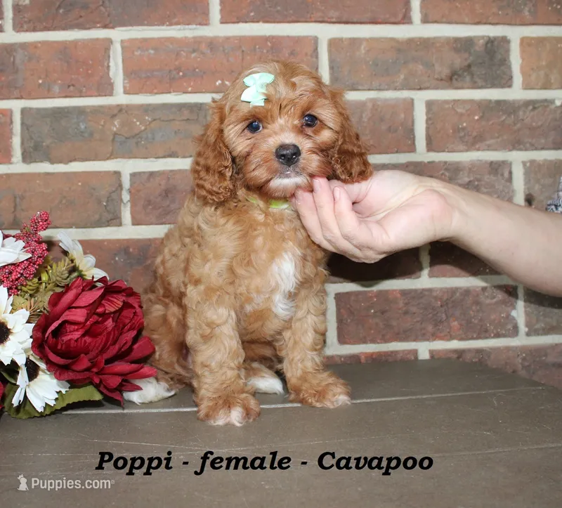 Poppi – Cavapoo puppy for sale in Clarkrange, TN