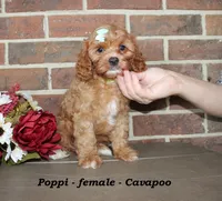 Poppi, a female Cavapoo for sale in Clarkrange, TN – 1 of 7