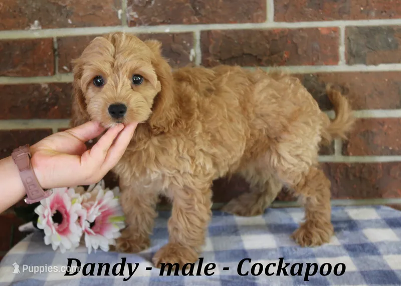 Dandy – Cockapoo puppy for sale in Clarkrange, TN