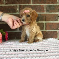 Lady, a female Cockapoo for sale in Clarkrange, TN – 3 of 6