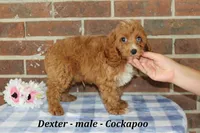 Dexter, a male Cockapoo for sale in Clarkrange, TN – 4 of 10