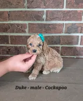 Duke, a male Cocker Spaniel and Poodle - Miniature  for sale in Clarkrange, TN – 3 of 5