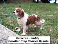 Brett, a male Cavapoo for sale in Clarkrange, TN – 6 of 6