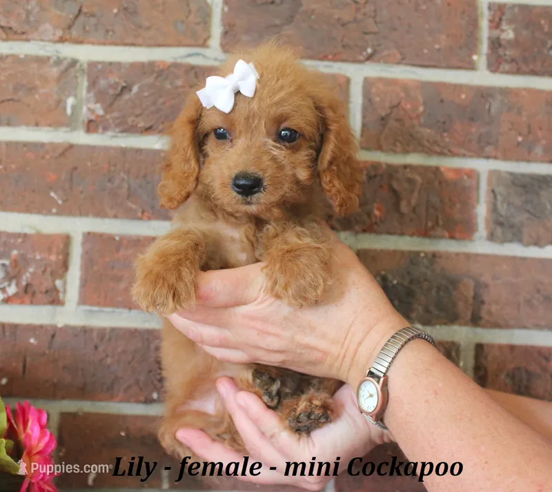 Lilly – Cockapoo puppy for sale in Clarkrange, TN