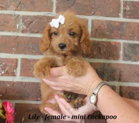 Lilly, a female Cockapoo for sale in Clarkrange, TN – 1 of 6