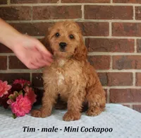 Tim, a male Cockapoo for sale in Clarkrange, TN – 4 of 6