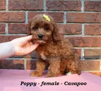 Poppy, a female Cavapoo for sale in Clarkrange, TN – 4 of 6