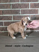 Diesel, a male Cockapoo for sale in Clarkrange, TN – 3 of 6
