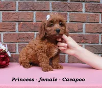 Princess, a female Cavapoo for sale in Clarkrange, TN – 3 of 6