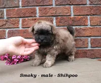 Smoky, a male Shihpoo for sale in Clarkrange, TN – Photo 3 of 5