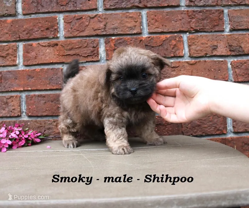 Smoky – Shihpoo puppy for sale in Clarkrange, TN