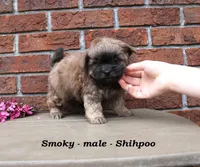 Smoky, a male Shihpoo for sale in Clarkrange, TN – Photo 1 of 5