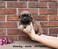 Smoky, a male Shihpoo for sale in Clarkrange, TN – Photo 2 of 5