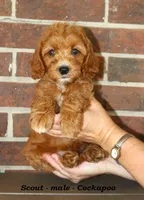 Scout , a male Cockapoo for sale in Clarkrange, TN – 4 of 8