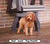 Tiny Tim (toy), a male Cavapoo for sale in Clarkrange, TN – 5 of 5
