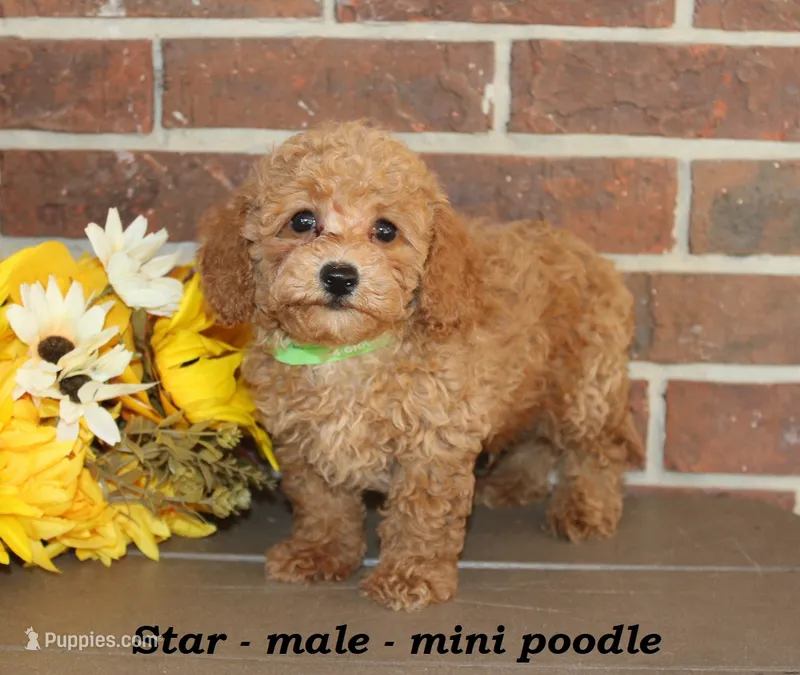 Star – Poodle - Toy  puppy for sale in Clarkrange, TN