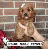 Petunia, a female Cavapoo for sale in Clarkrange, TN – 4 of 7