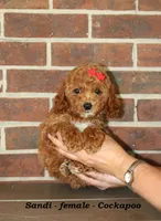 Sandi, a female Cockapoo for sale in Clarkrange, TN – 2 of 6