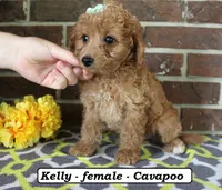 Kelly, a female Cavapoo for sale in Clarkrange, TN – 1 of 6