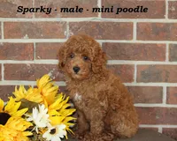 Sparky, a male Poodle - Toy  for sale in Clarkrange, TN – 4 of 6