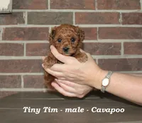 Tiny Tim (toy), a male Cavapoo for sale in Clarkrange, TN – 2 of 5