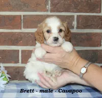 Brett, a male Cavapoo for sale in Clarkrange, TN – 3 of 6