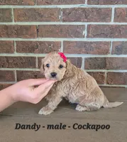 Dandy, a male Cockapoo for sale in Clarkrange, TN – 4 of 6