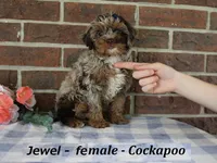 Jewel, a female Cockapoo for sale in Clarkrange, TN – 4 of 6