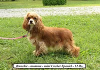 Bonnie, a male Cockapoo for sale in Clarkrange, TN – Photo 6 of 7