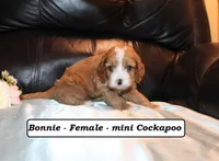 Bonnie, a male Cockapoo for sale in Clarkrange, TN – Photo 2 of 7