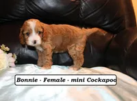 Bonnie, a male Cockapoo for sale in Clarkrange, TN – Photo 3 of 7