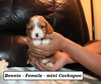 Bonnie, a male Cockapoo for sale in Clarkrange, TN – Photo 5 of 7