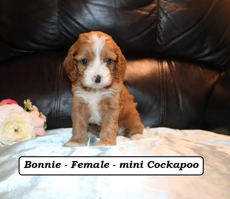 Bonnie – Cockapoo puppy for sale in Clarkrange, TN
