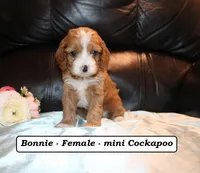 Bonnie, a male Cockapoo for sale in Clarkrange, TN – Photo 1 of 7