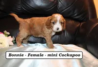Bonnie, a male Cockapoo for sale in Clarkrange, TN – Photo 4 of 7