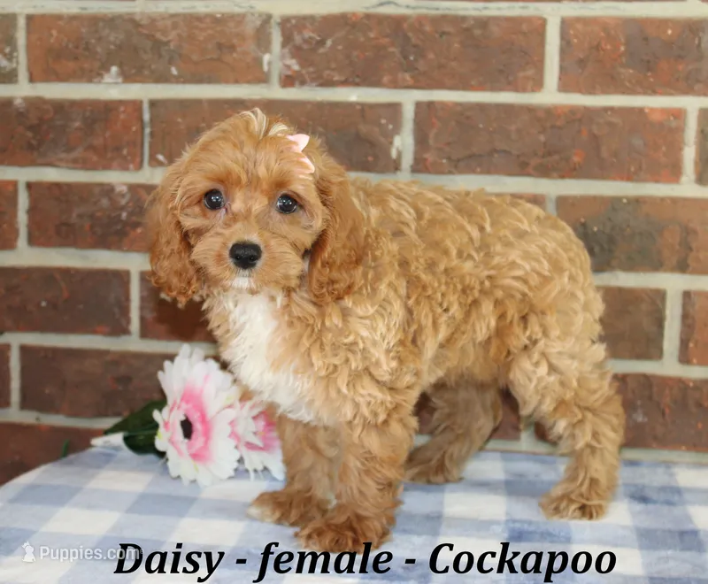 Daisy – Cockapoo puppy for sale in Clarkrange, TN