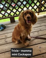 Tigger, a male Cockapoo for sale in Clarkrange, TN – 5 of 6