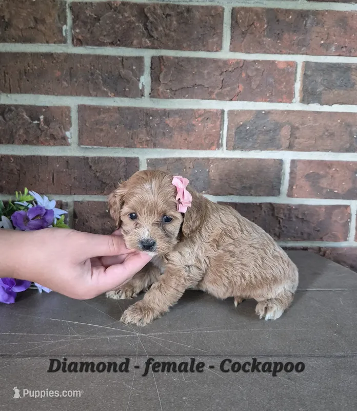 Diamond – Cocker Spaniel, Poodle - Miniature  puppy for sale in Clarkrange, TN