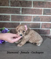 Diamond, a female Cocker Spaniel and Poodle - Miniature  for sale in Clarkrange, TN – 1 of 6