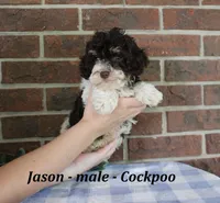 Jason, a male Cockapoo for sale in Clarkrange, TN – 2 of 6