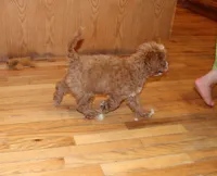 Diesel, a male Cockapoo for sale in Clarkrange, TN – 7 of 9