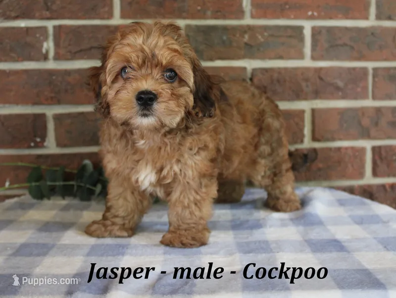 Jasper – Cockapoo puppy for sale in Clarkrange, TN