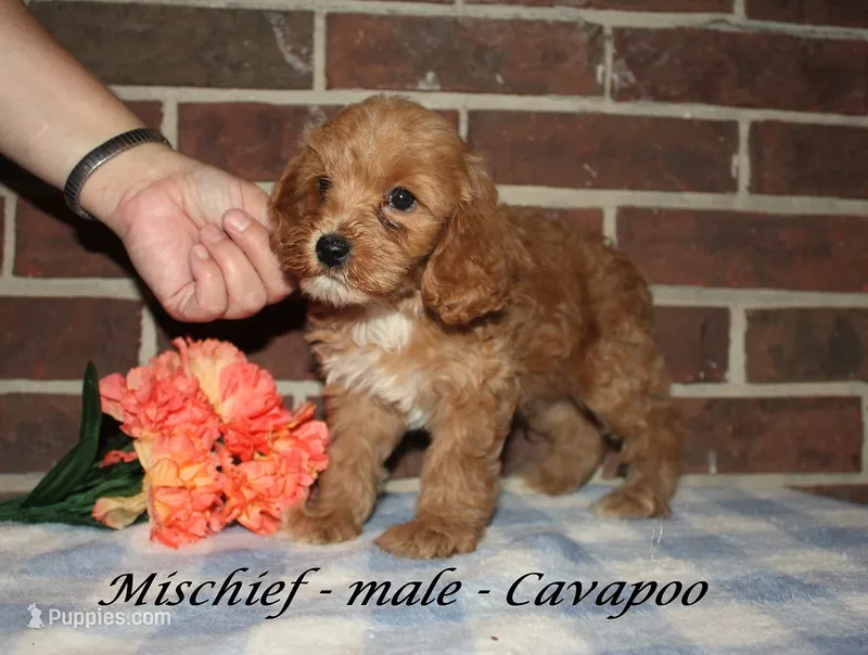 Mischief – Cavapoo puppy for sale in Clarkrange, TN