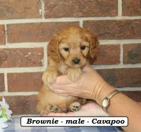 Brownie, a male Cavapoo for sale in Clarkrange, TN – 1 of 6