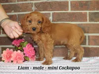 Liam, a male Cockapoo for sale in Clarkrange, TN – 2 of 6