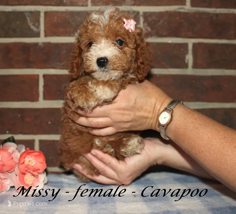 Missy – Cavapoo puppy for sale in Clarkrange, TN