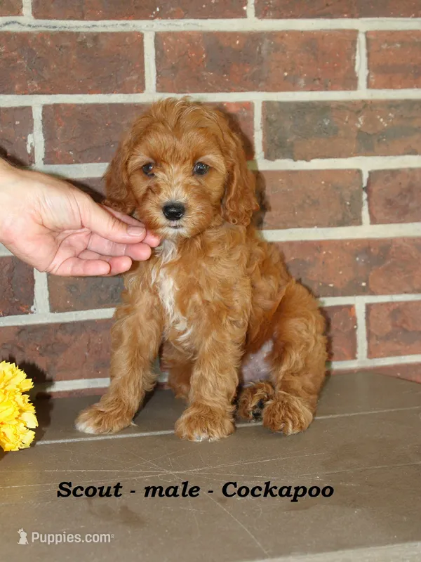 Scout  – Cockapoo puppy for sale in Clarkrange, TN