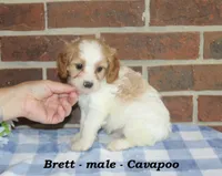 Brett, a male Cavapoo for sale in Clarkrange, TN – 4 of 6