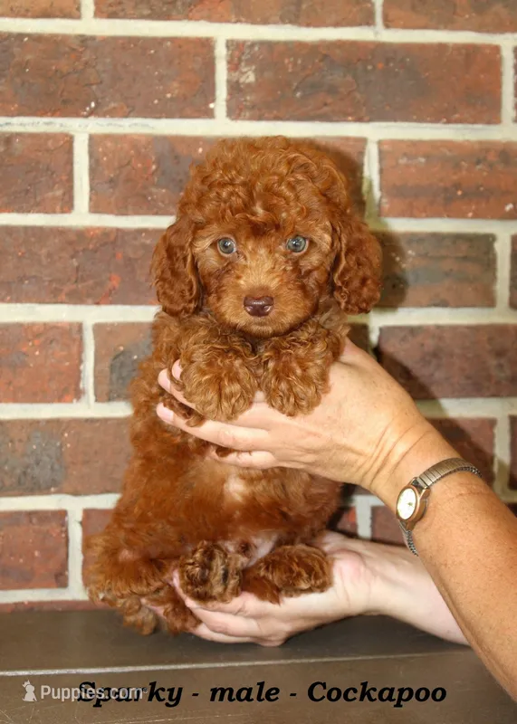Sparky  – Cockapoo puppy for sale in Clarkrange, TN
