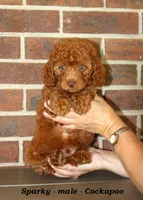 Sparky , a male Cockapoo for sale in Clarkrange, TN – 1 of 6
